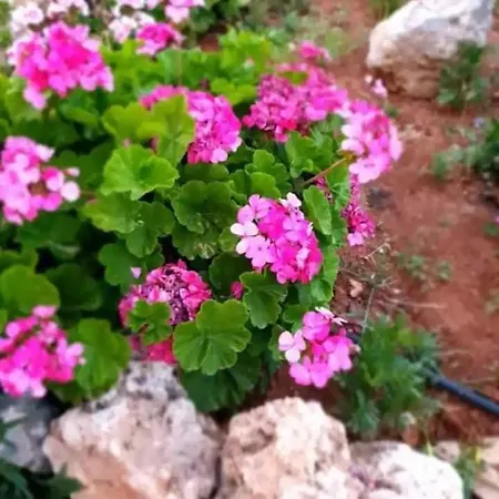 Damianakis Village Rethymno Agroturismo *