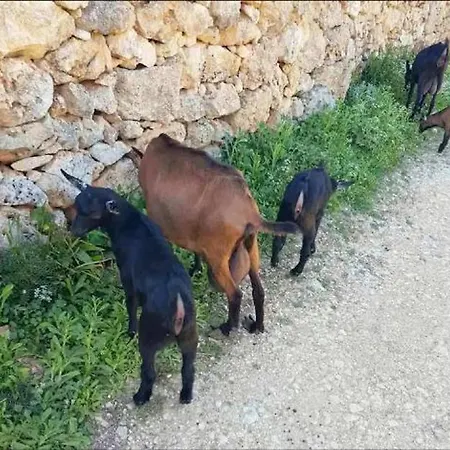 Damianakis Village Rethymno Farm stay Somatas